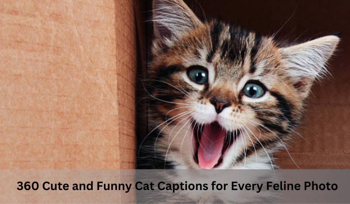 360 Cute and Funny Cat Captions for Every Feline Photo