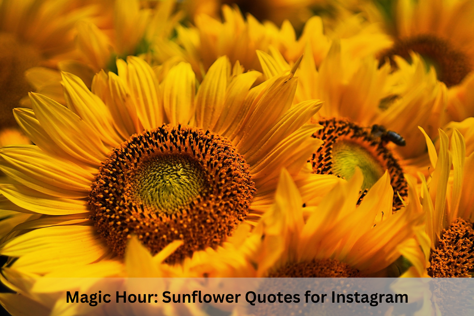 Magic Hour: Sunflower Quotes for Instagram